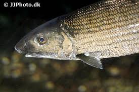 Image result for Albula vulpes