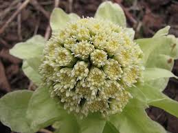 Attēlu rezultāti vaicājumam “Petasites spurius”