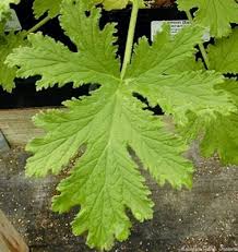 Attēlu rezultāti vaicājumam “Geranium bohemicum leaf”