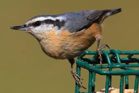 Image result for Sitta canadensis