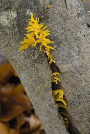 Attēlu rezultāti vaicājumam “Calocera cornea”