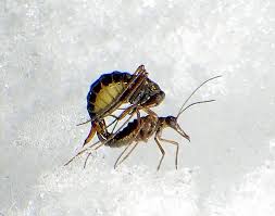 Attēlu rezultāti vaicājumam “Boreus”