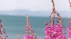 Attēlu rezultāti vaicājumam “Epilobium montanum”