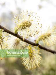 Attēlu rezultāti vaicājumam “Salix aurita”