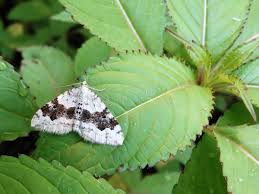 Attēlu rezultāti vaicājumam “Xanthorhoe montanata”