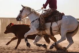 Image result for Kings Ranch Riding School/Club