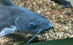 Image result for Ictalurus punctatus