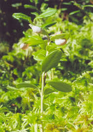 Attēlu rezultāti vaicājumam “Exobasidium vaccinii”