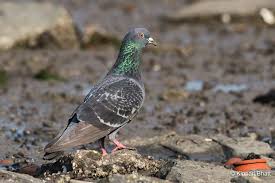 Attēlu rezultāti vaicājumam “Columba livia f. domestica adult”