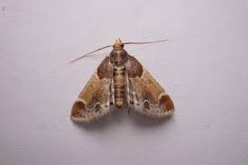 Attēlu rezultāti vaicājumam “Pyralis farinalis”