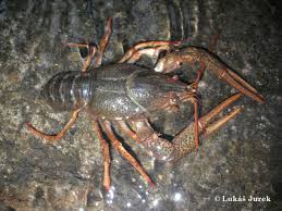 Attēlu rezultāti vaicājumam “Astacus leptodactylus”