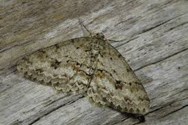 Attēlu rezultāti vaicājumam “Ectropis crepuscularia”