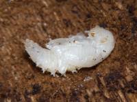 Attēlu rezultāti vaicājumam “Bolitophagus reticulatus larva”