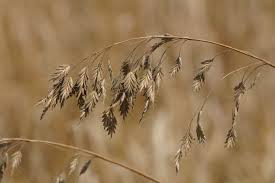 Attēlu rezultāti vaicājumam “Bromus secalinus”