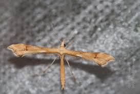 Attēlu rezultāti vaicājumam “Platyptilia sp.”