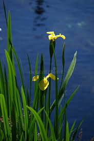 Attēlu rezultāti vaicājumam “Iris pseudacorus flower”