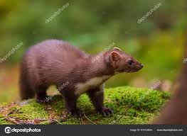 Attēlu rezultāti vaicājumam “Martes foina”