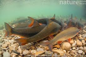 Image result for Chondrostoma nasus