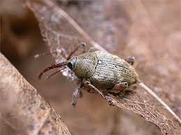 Attēlu rezultāti vaicājumam “Curculio nucum”