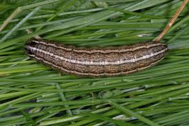 Attēlu rezultāti vaicājumam “Tholera cespitis”