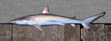 Image result for Carcharhinus limbatus
