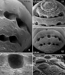 Attēlu rezultāti vaicājumam “Belbodamaeus sp.”