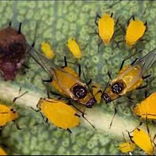 Attēlu rezultāti vaicājumam “Aphis confusa”