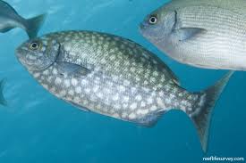 Image result for Kyphosus