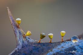 Attēlu rezultāti vaicājumam “Craterium minutum stalked”