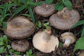 Attēlu rezultāti vaicājumam “Lactarius lygniotus”