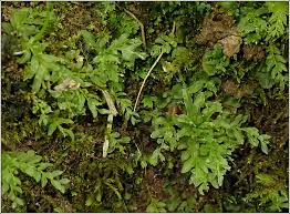 Attēlu rezultāti vaicājumam “Plagiomnium undulatum”