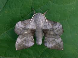 Attēlu rezultāti vaicājumam “Laothoe populi”