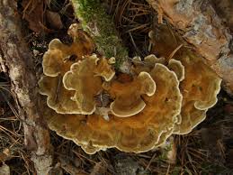 Attēlu rezultāti vaicājumam “Onnia tomentosa”