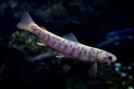 Image result for Salvelinus malma