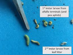 Attēlu rezultāti vaicājumam “Aphelia paleana larva”