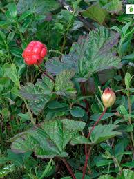 Attēlu rezultāti vaicājumam “Rubus chamaemorus leaf”