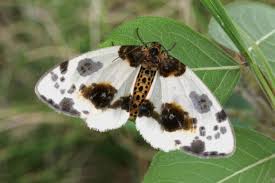 Attēlu rezultāti vaicājumam “Abraxas sylvata”