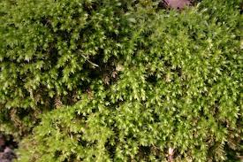 Attēlu rezultāti vaicājumam “Mnium hornum sporophyte”