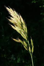 Attēlu rezultāti vaicājumam “Bromus hordeaceus subsp. hordaceus”