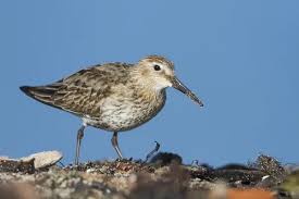 Attēlu rezultāti vaicājumam “Calidris alpina adult”