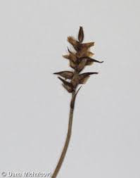 Attēlu rezultāti vaicājumam “Carex dioica male flower”