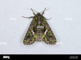 Attēlu rezultāti vaicājumam “Trachea atriplicis”