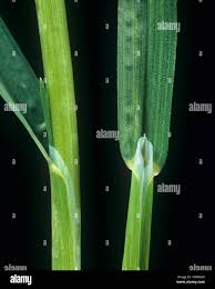 Attēlu rezultāti vaicājumam “Poa remota leaf”