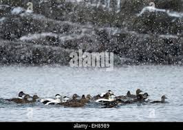 Attēlu rezultāti vaicājumam “Somateria mollissima juvenile”