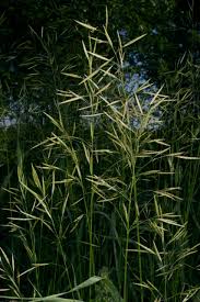 Attēlu rezultāti vaicājumam “Bromopsis inermis”