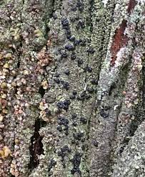 Attēlu rezultāti vaicājumam “Hertelidea botryosa”