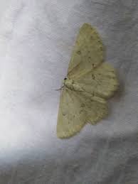 Attēlu rezultāti vaicājumam “Charissa ambiguata”