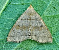 Attēlu rezultāti vaicājumam “Herminia tarsicrinalis”