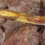 Attēlu rezultāti vaicājumam “Caloptilia alchimiella”