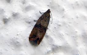 Attēlu rezultāti vaicājumam “Celypha striana”